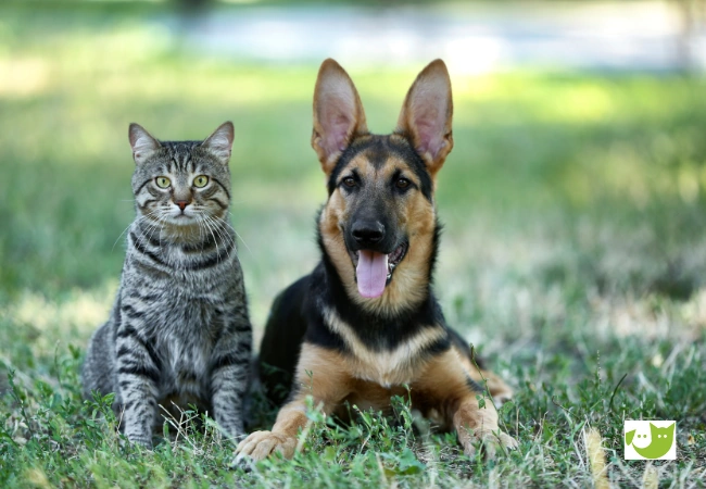 Verantwortung für Tiere - Hund und Katze friedlich nebeneinander auf einer Wiese