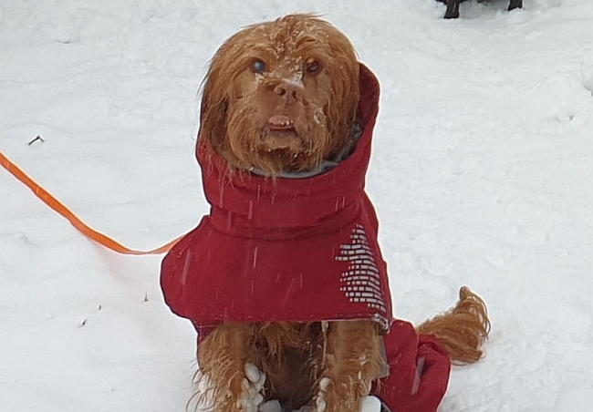 Hund mit Hundemantel, sitzt im Schnee