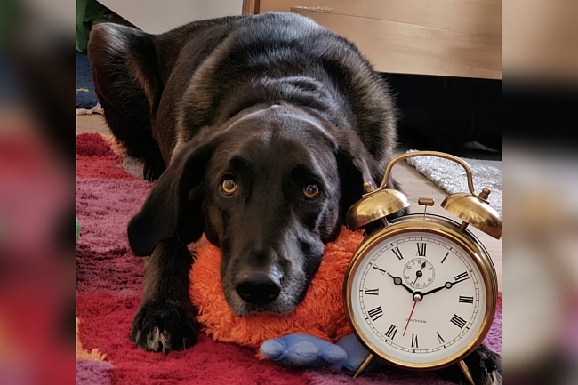 Hund mit Wecker Hund mit Wecker