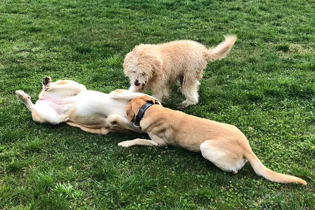 Spenden - Hunde beim Spielen auf gründer Wiese Spenden - Hunde beim Spielen auf gründer Wiese