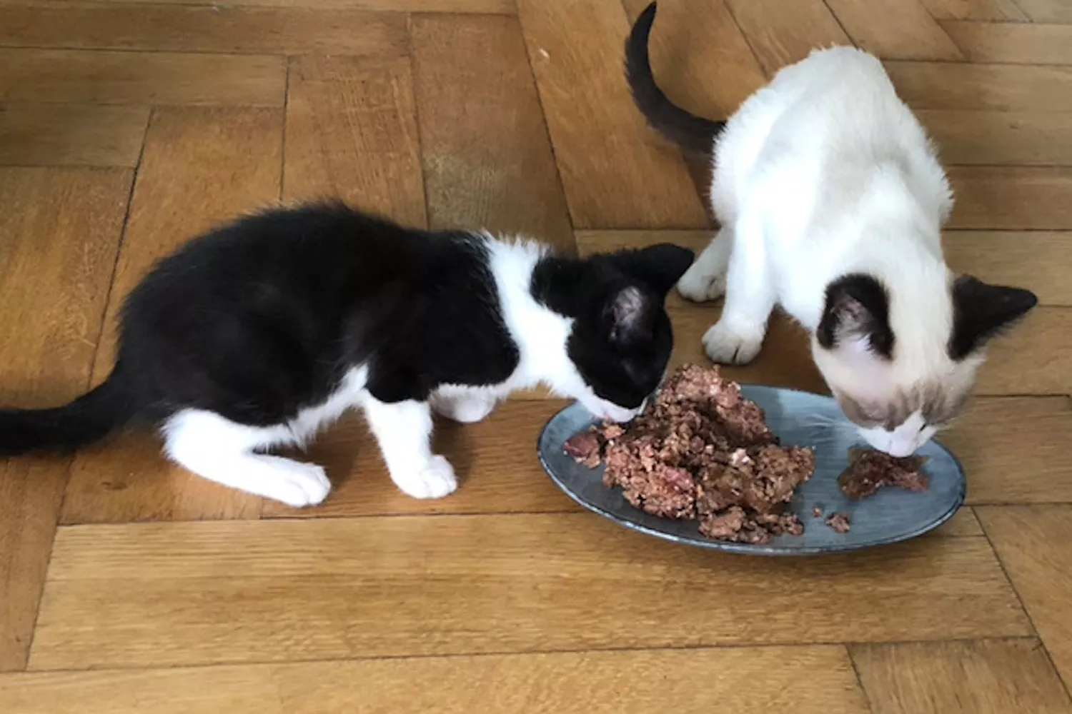 VETO-Futterspende - Katzen mit Futter auf einem Teller VETO-Futterspende - Katzen mit Futter auf einem Teller
