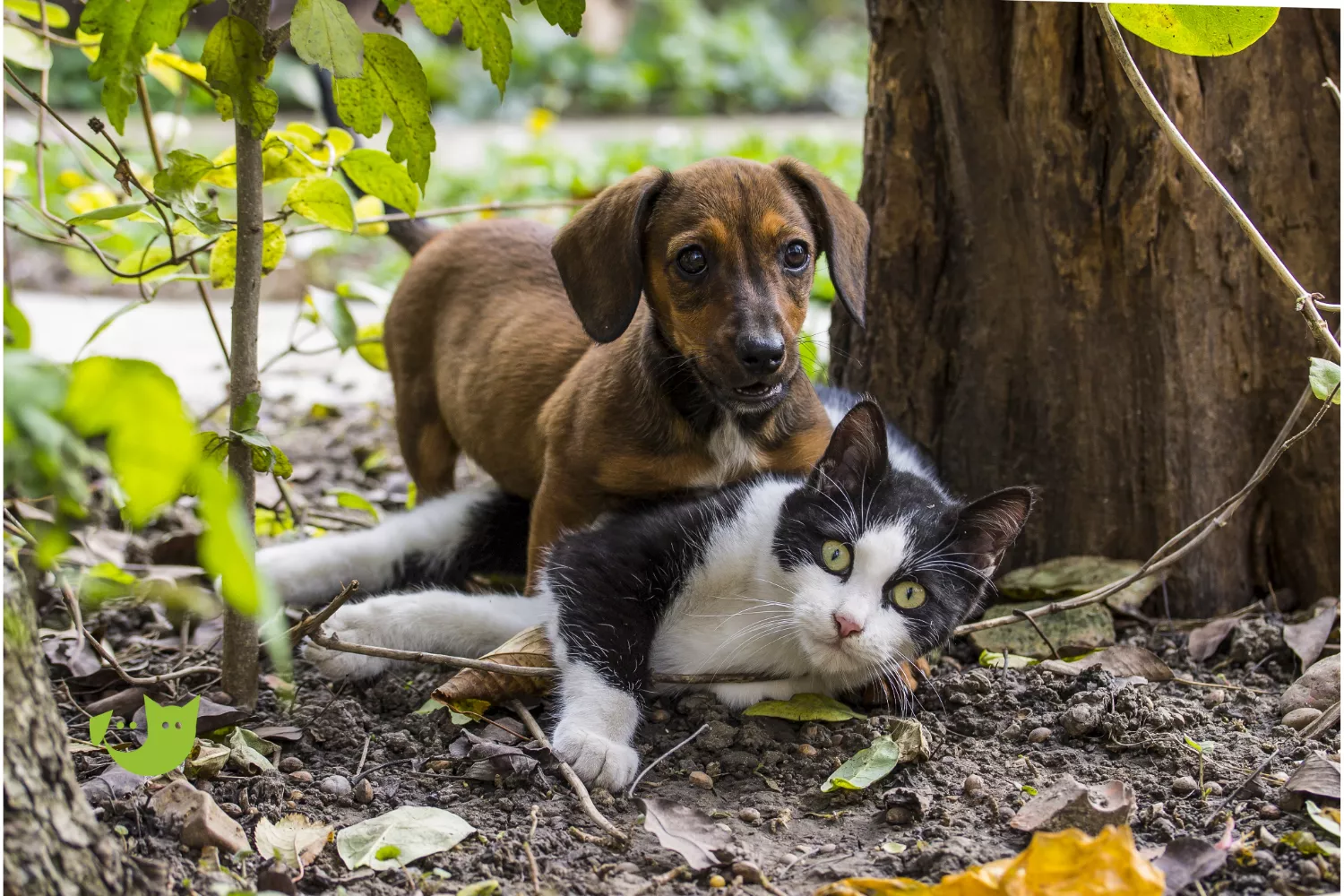 Patenschaften - Hund und Katze spielen miteinander Patenschaften - Hund und Katze spielen miteinander