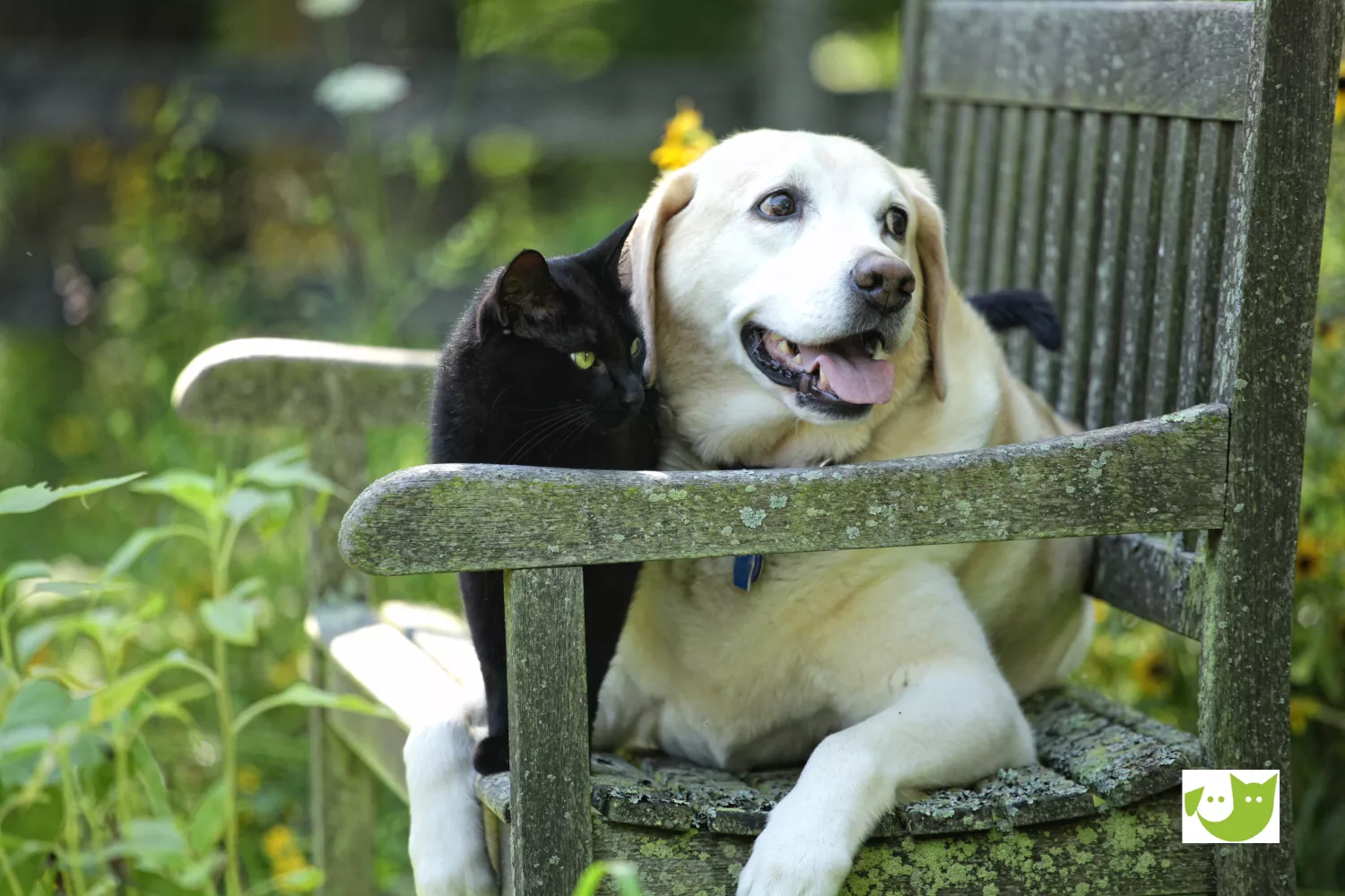 Pflegestelle - Katze und Hund nehmen einen Gartenstuhl in Beschlag