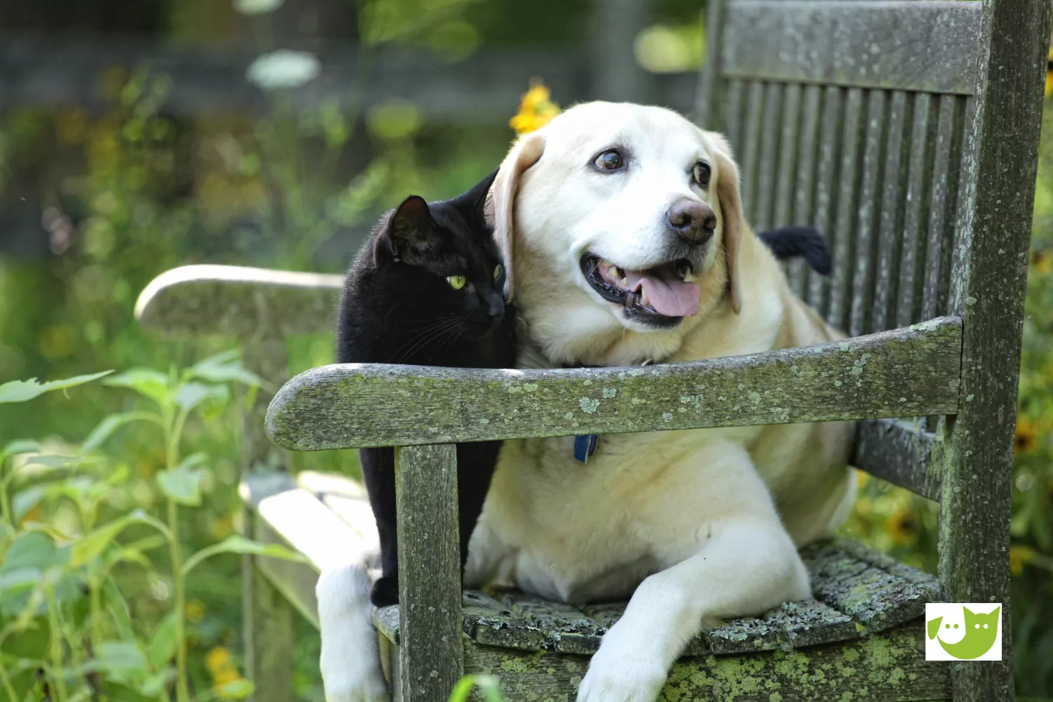 Pflegestelle - Katze und Hund nehmen einen Gartenstuhl in Beschlag Pflegestelle - Katze und Hund nehmen einen Gartenstuhl in Beschlag