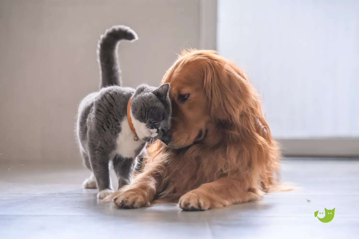 Sachspende - Katze schmust mit Hund