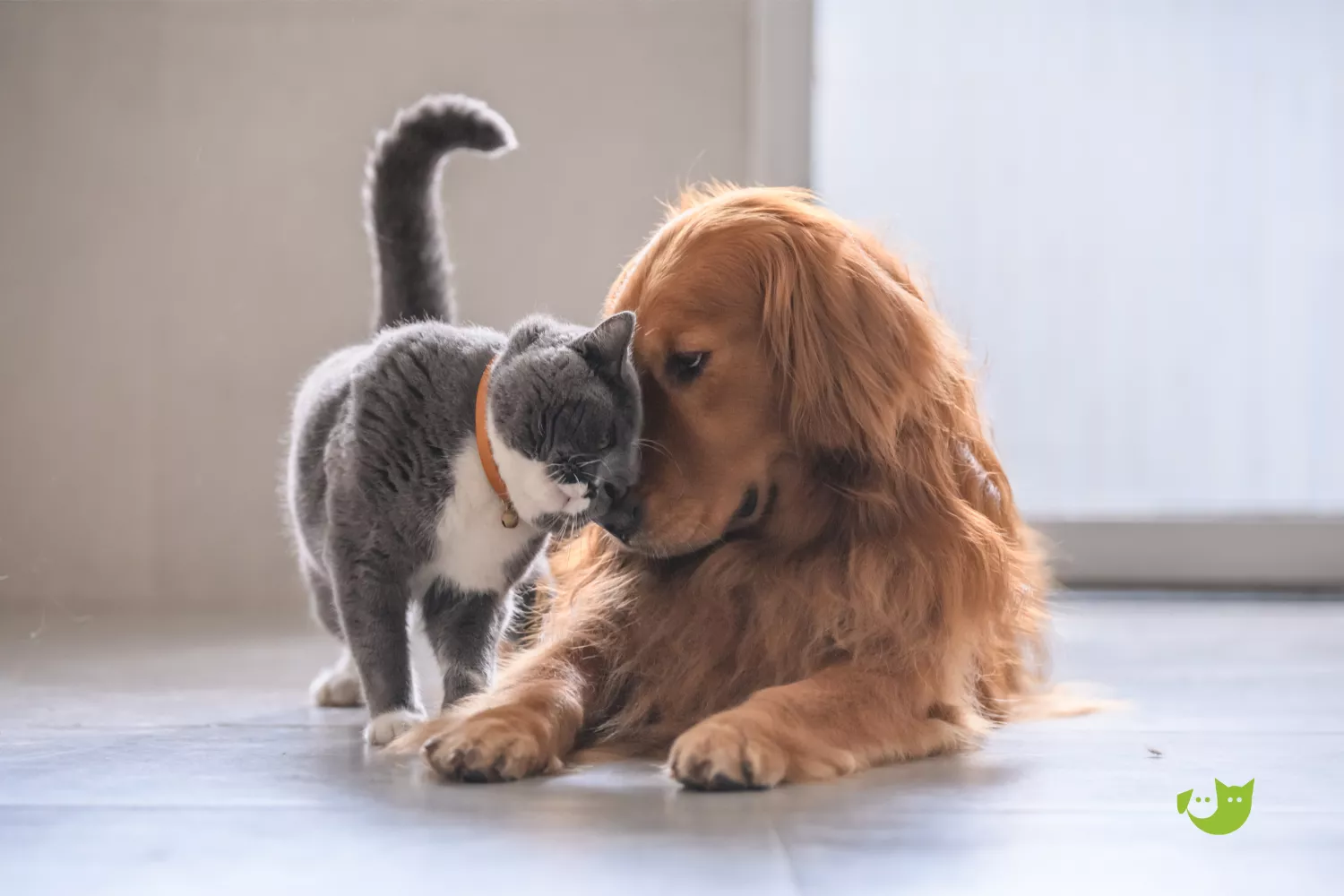 Sachspende - Katze schmust mit Hund Sachspende - Katze schmust mit Hund