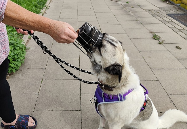 Hund mit Maulkorb Hund mit Maulkorb