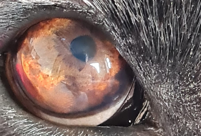 Hundeauge Hundeauge