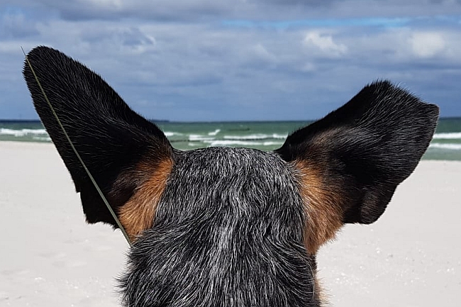 Hund mit Flugohren Hund mit Flugohren