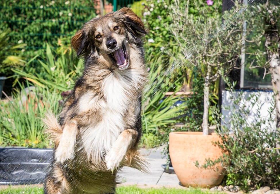 Hund schnappt nach Wasserstrahl Hund schnappt nach Wasserstrahl