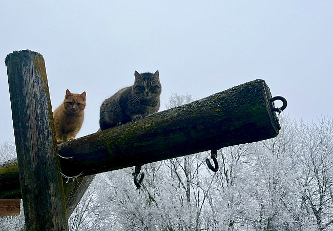 Zwei Katzen im Winter auf einem Klettergerüst Zwei Katzen im Winter auf einem Klettergerüst