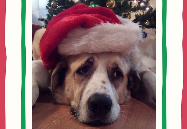 Hund mit Weihnachtsmütze Hund mit Weihnachtsmütze