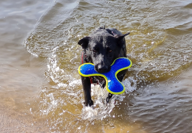 Schwarzer Hund kommt mit Wurfspielzeug aus dem Wasser Schwarzer Hund kommt mit Wurfspielzeug aus dem Wasser