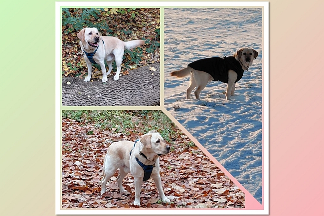 Körpersprache eines Hundes Körpersprache eines Hundes