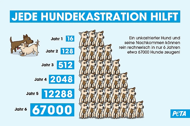 Vermehrungspyramide Hunde Vermehrungspyramide Hunde