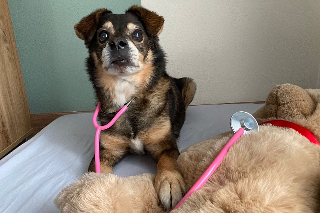 Kleiner Hund mit Stethoskop Kleiner Hund mit Stethoskop