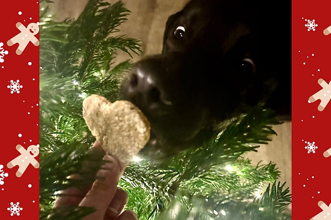 Hund schnuppert an Keks Hund schnuppert an Keks