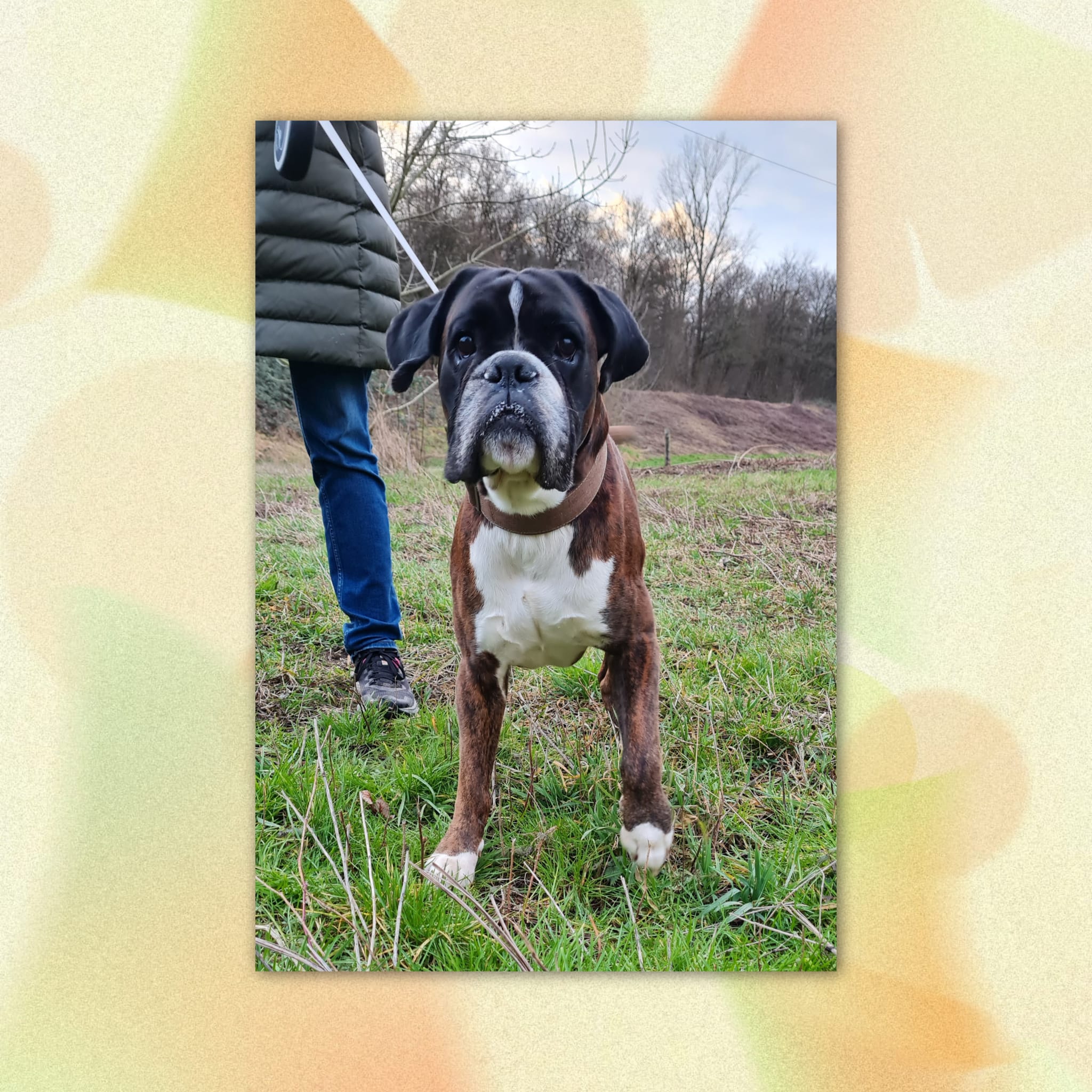 Angeleinter Hund Angeleinter Hund