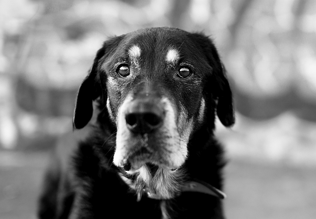 Hundesenior Hundesenior